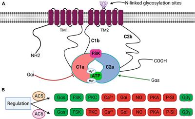 Adenylyl cyclase isoforms 5 and 6 in the cardiovascular system: complex regulation and divergent roles